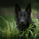 Black German Shepherd: description, alimentation et soins