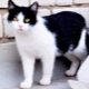 Chats noirs et blancs: comportement et races communes