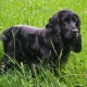 Black Spaniels: الوصف والرعاية وقائمة من الأسماء المستعارة