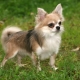 Pitkäkarvainen Chihuahua: värivaihtoehdot, luonne, hoitosäännöt