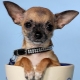 Kuinka vanha chihuahuas kasvaa?