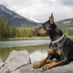 Doberman: a fajta jellemzői és a tartalom finomsága