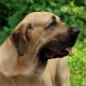 Fila Brasileiro: fajta leírása és termesztése
