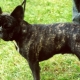Francia bulldog brindle szín: hogyan néz ki és hogyan kell gondoskodni róla?