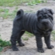 Blue Shar Pei: sisällön kuvaus ja ominaisuudet