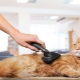 Toilettage des chats: caractéristiques de la procédure
