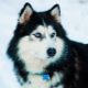Husky: ominaisuudet, lajikkeet ja viljely