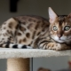 Histoire de la domestication des chats