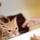 À quelle fréquence les chats peuvent-ils être lavés et de quoi dépend-il?