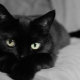 Comment appeler un chat et un chat noir?