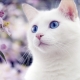 Comment appeler un chat et un chat blanc?