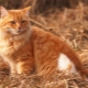 Comment appelez-vous un chat et un chat rouge?
