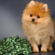 Comment appelez-vous une fille-spitz?