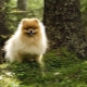 Comment appelez-vous un Spitz Boy?
