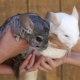Comment déterminer le sexe du chinchilla?