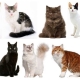 Comment déterminer la race de chats et de chats?