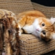 Comment sevrer un chat pour déchirer meubles et papiers peints?