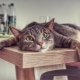 Comment sevrer le chat pour gravir les tables?