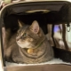 Comment transporter un chat dans un avion?