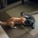 Comment se faire des amis entre les chats dans l'appartement?
