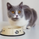 Comment transférer un chat dans un autre aliment?