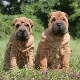 Miten nostaa Sharpei?