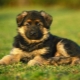 Comment choisir un chiot berger allemand?