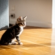 Comment apprendre un chat à une nouvelle maison?