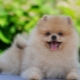 Comment apprendre le spitz à la couche?