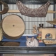 Comment faire une cage pour chinchilla le faire vous-même?