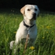 How to care for a Labrador?