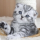 How to care for a Fold Scottish kitten?