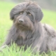 Chiens de berger catalans: comment les regarder et comment les contenir?