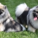 Keeshond: caractéristiques de la race et subtilités du contenu
