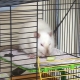Les cages pour rats faites-le vous-même: options et instructions étape par étape