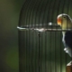 Parrot ketrecek: követelmények, típusok, kiválasztási szabályok