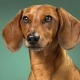 Nicknames for dachshund boy