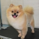 Quand et comment faire une coupe de cheveux spitz?
