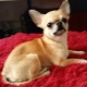 Milloin chihuahuas saa korvansa ja miten ne laitetaan?