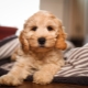 Cockapoo: Tout sur la race de chien