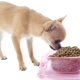 Chihuahua Food: Valmistajan luokitus- ja valintaominaisuudet