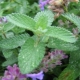 Catnip: mi az, és hogyan működik a növény a macskákra?