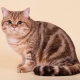 Tabby Cats: modèles de laine et liste de race