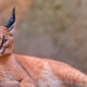Chats avec des glands sur les oreilles: une variété de races et des caractéristiques du contenu