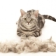 Le chat jette beaucoup: causes et moyens de résoudre le problème