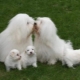 Coton de tulear: leírás, előnyök és hátrányok, gondozási árnyalatok