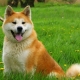 Nomes bonitos e engraçados para Akita Inu