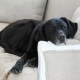 Labrador em um apartamento: os prós e contras, as regras de manutenção
