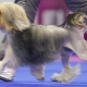 Lyon Bichon: előnyök és hátrányok, temperamentum, gondoskodás
