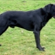 Chiens de berger de Majorque: description de la race et règles de garde